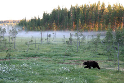 Bear walking across a bog