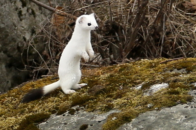 Ermine