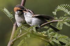 07_CV_sparrows_TAL7822.jpg