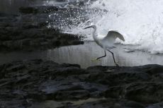 18_Little_egret_1_TAL7288.jpg