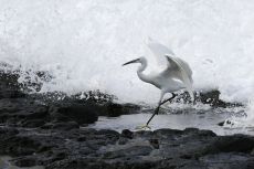 18_Little_egret_2_TAL7290.jpg